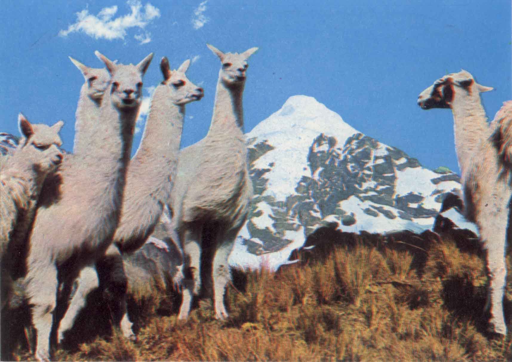 llamas.jpg (113015 bytes)