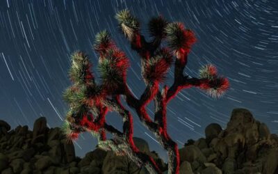 Light Painting 101: Creative Joshua Tree illumination